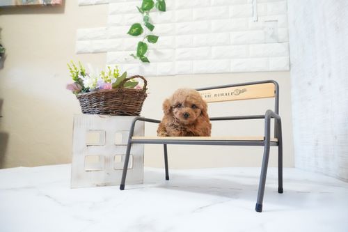 滋賀県のトイプードル(タイニー) (いっぷく湖南店/2025年11月25日生まれ/男の子/レッドフォーン)の子犬の4枚目の画像