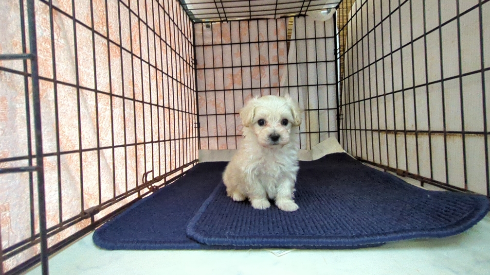 茨城県のマルプー(マルチーズ×プードル) (ペットショップスズキ/2025年9月25日生まれ/男の子/クリームホワイト)の子犬の1枚目の画像