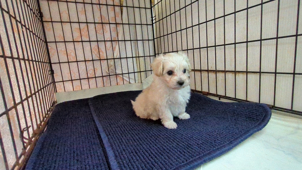 茨城県のマルプー(マルチーズ×プードル) (ペットショップスズキ/2025年9月25日生まれ/男の子/クリームホワイト)の子犬の2枚目の画像