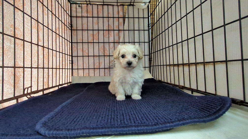 茨城県のマルプー(マルチーズ×プードル) (ペットショップスズキ/2025年9月25日生まれ/男の子/クリームホワイト)の子犬の3枚目の画像