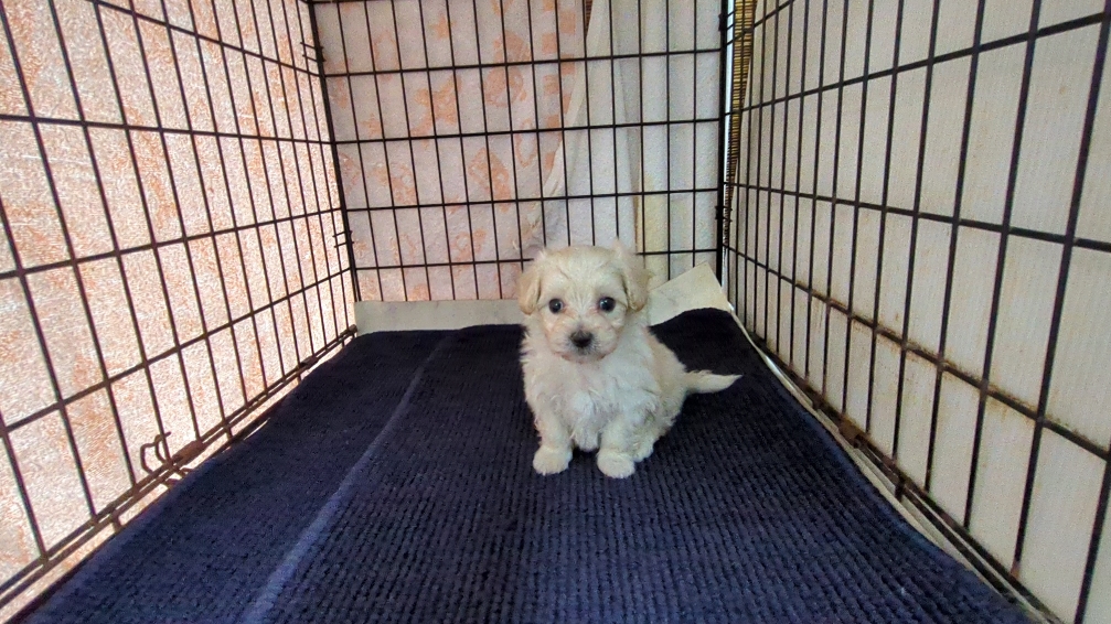 茨城県のマルプー(マルチーズ×プードル) (ペットショップスズキ/2025年9月25日生まれ/男の子/クリームホワイト)の子犬の4枚目の画像