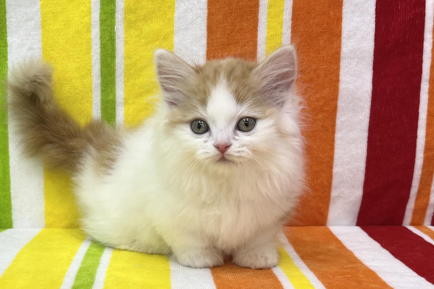 愛知県のマンチカン (ハピースペット一宮三条アミーゴ店/2026年2月19日生まれ/男の子/レッドタビーホワイト)の子猫の1枚目の画像