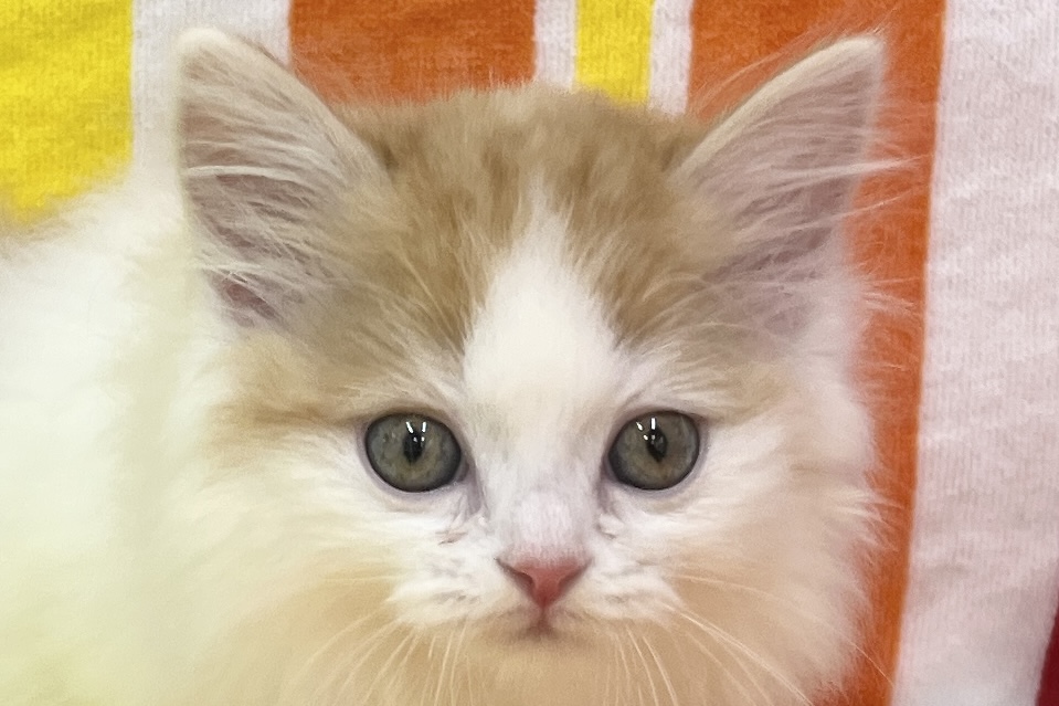 愛知県のマンチカン (ハピースペット一宮三条アミーゴ店/2026年2月19日生まれ/男の子/レッドタビーホワイト)の子猫の2枚目の画像