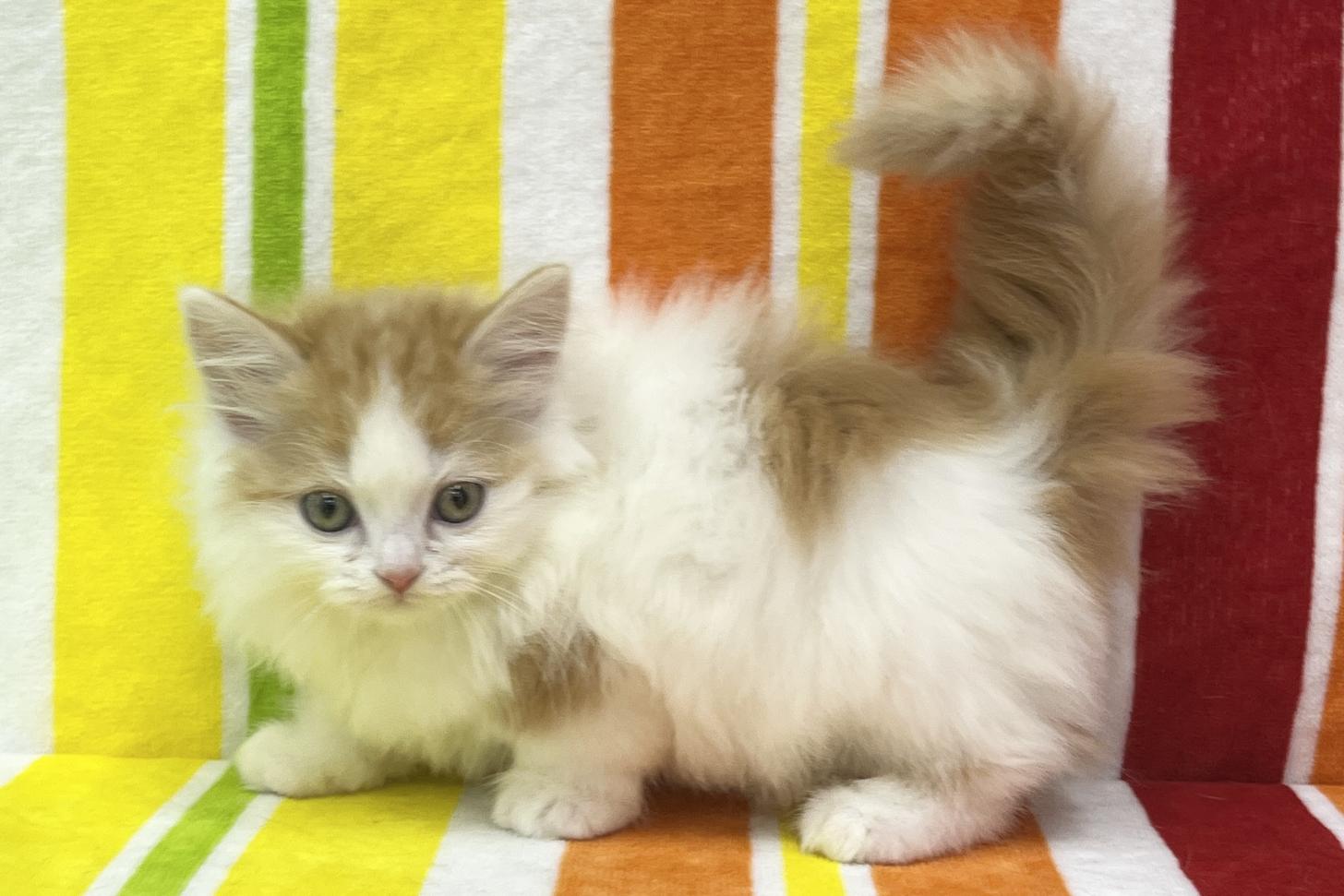 愛知県のマンチカン (ハピースペット一宮三条アミーゴ店/2026年2月19日生まれ/男の子/レッドタビーホワイト)の子猫の3枚目の画像