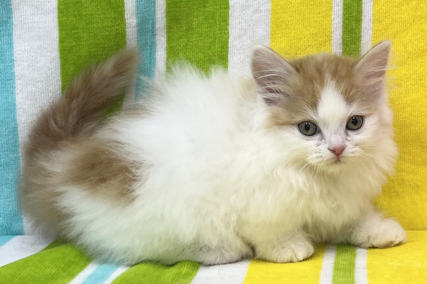 愛知県のマンチカン (ハピースペット一宮三条アミーゴ店/2026年2月19日生まれ/男の子/レッドタビーホワイト)の子猫の4枚目の画像