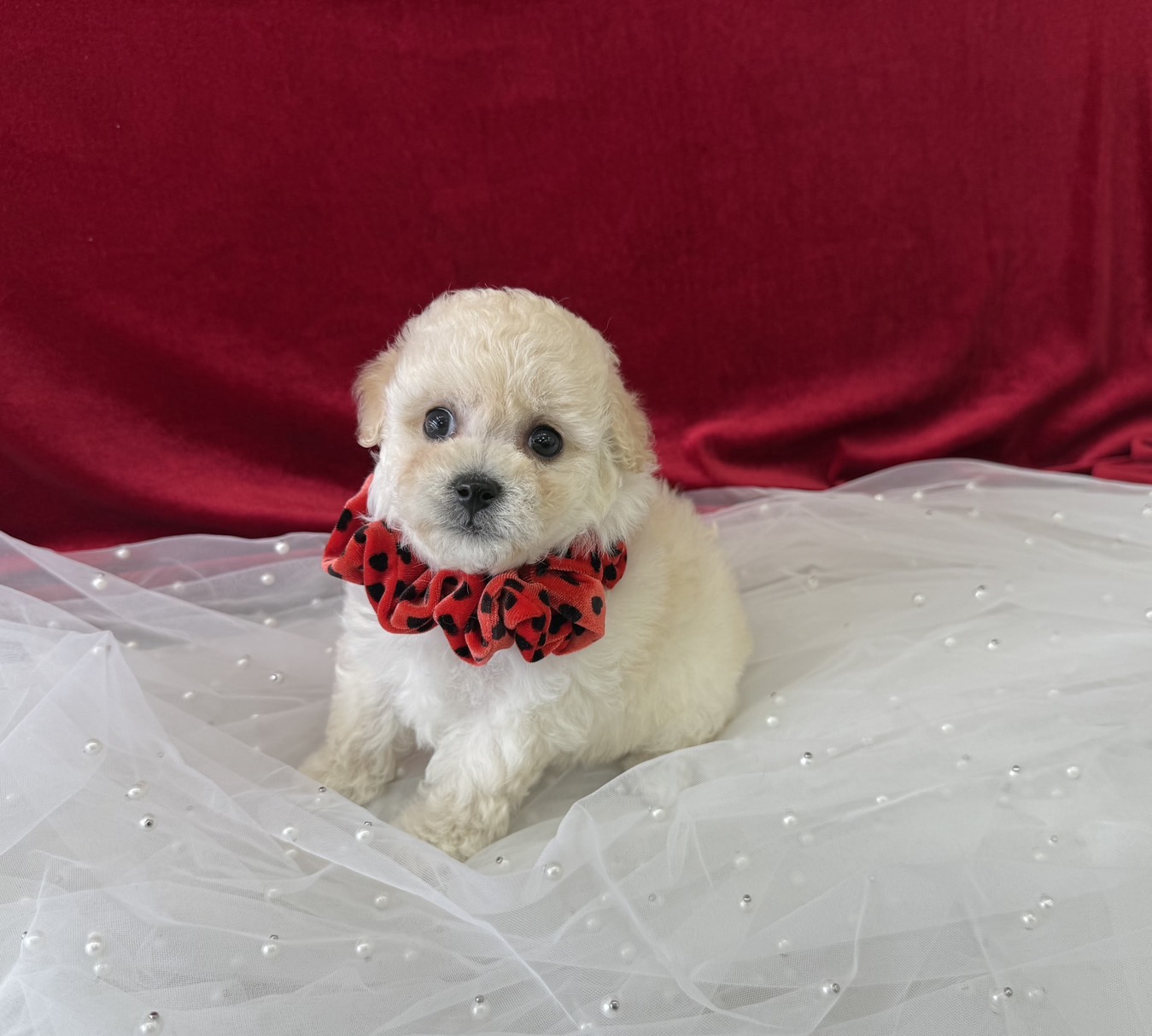 大阪府のビションプー(ビションフリーゼ×プードル) (ぱぴぷぺっと大阪店/2025年9月17日生まれ/女の子/クリーム)の子犬の1枚目の画像