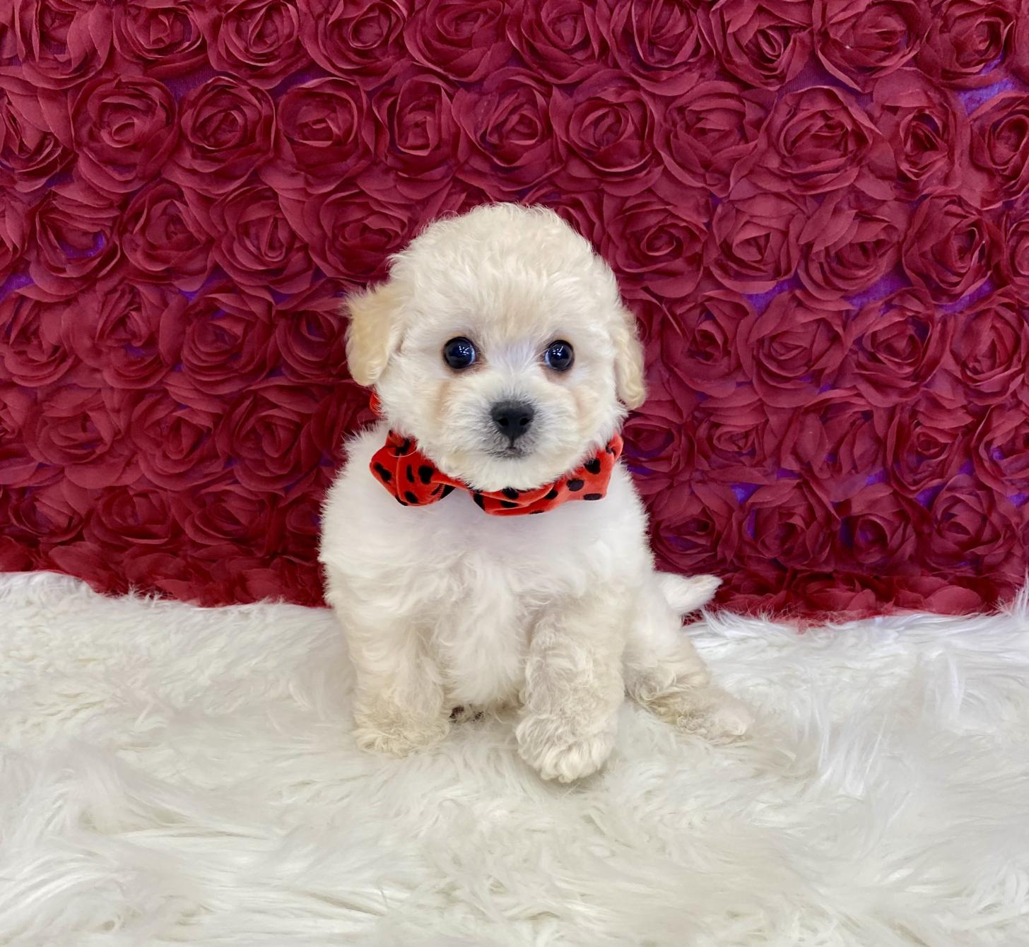 大阪府のビションプー(ビションフリーゼ×プードル) (ぱぴぷぺっと大阪店/2025年9月17日生まれ/女の子/クリーム)の子犬の1枚目の画像