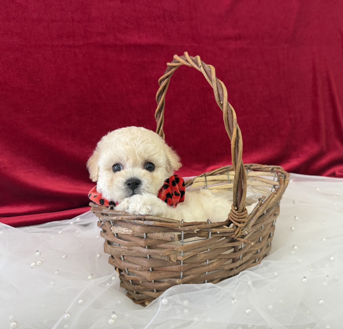 大阪府のビションプー(ビションフリーゼ×プードル) (ぱぴぷぺっと大阪店/2025年9月17日生まれ/女の子/クリーム)の子犬の2枚目の画像