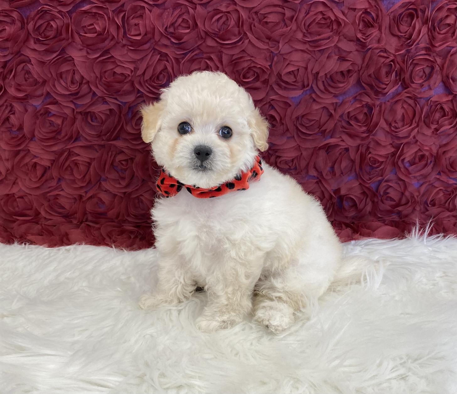 大阪府のビションプー(ビションフリーゼ×プードル) (ぱぴぷぺっと大阪店/2025年9月17日生まれ/女の子/クリーム)の子犬の2枚目の画像