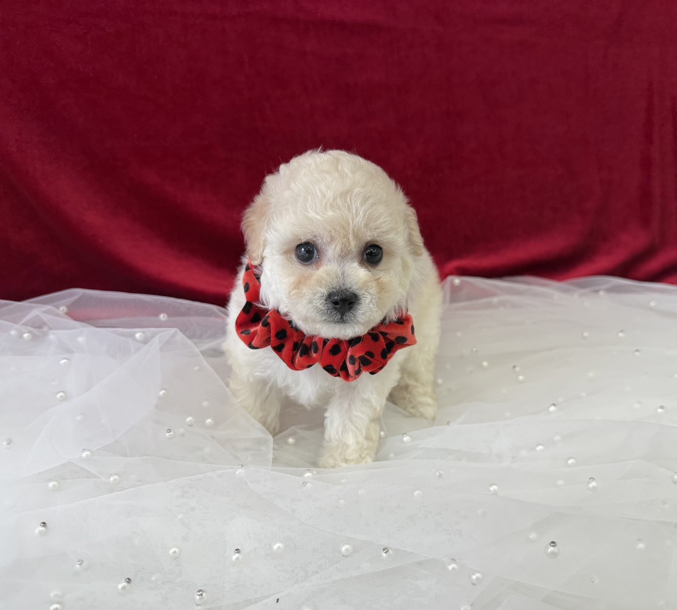 大阪府のビションプー(ビションフリーゼ×プードル) (ぱぴぷぺっと大阪店/2025年9月17日生まれ/女の子/クリーム)の子犬の3枚目の画像