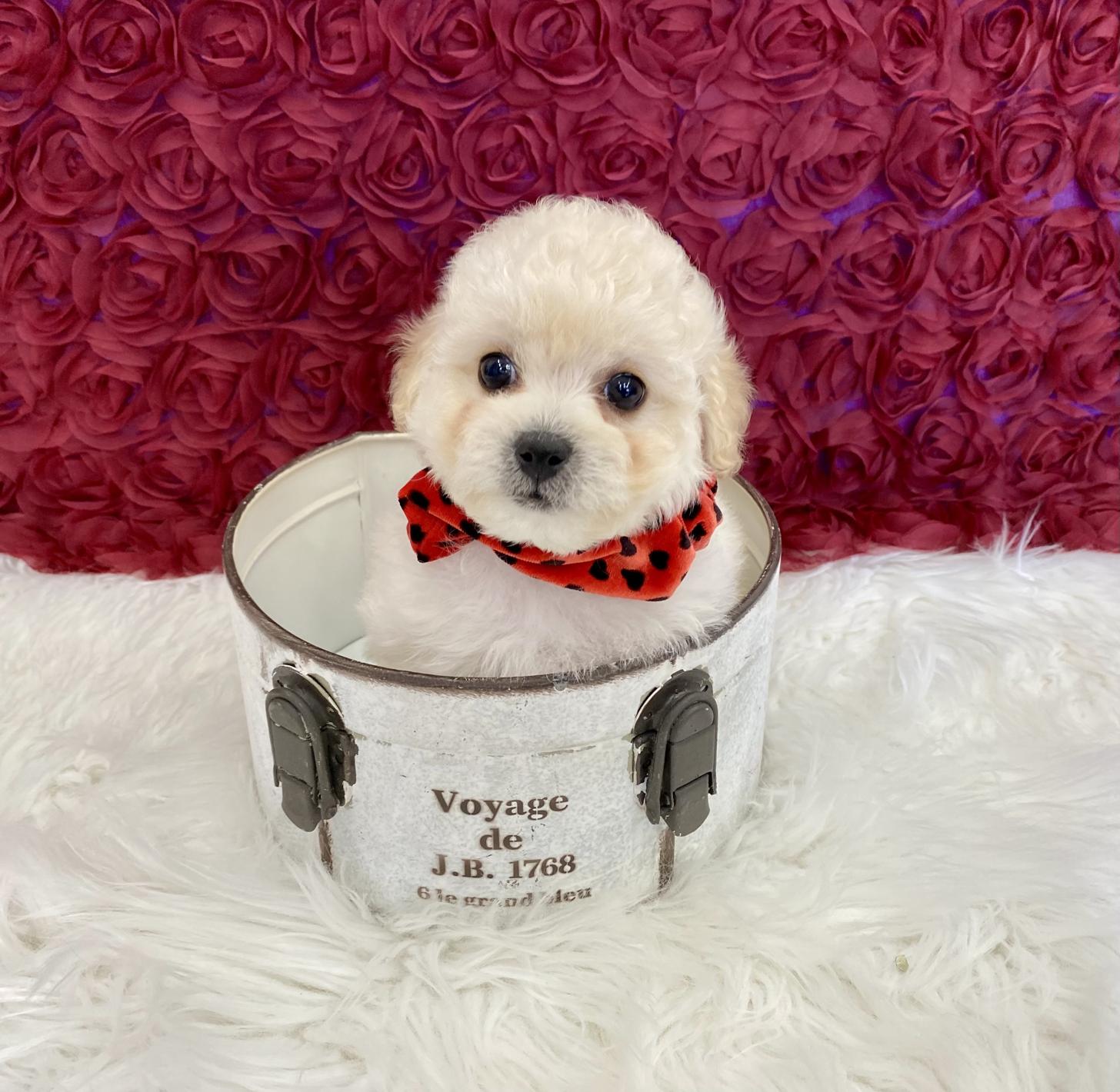 大阪府のビションプー(ビションフリーゼ×プードル) (ぱぴぷぺっと大阪店/2025年9月17日生まれ/女の子/クリーム)の子犬の3枚目の画像