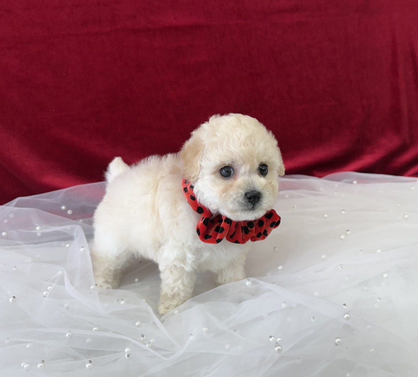 大阪府のビションプー(ビションフリーゼ×プードル) (ぱぴぷぺっと大阪店/2025年9月17日生まれ/女の子/クリーム)の子犬の4枚目の画像