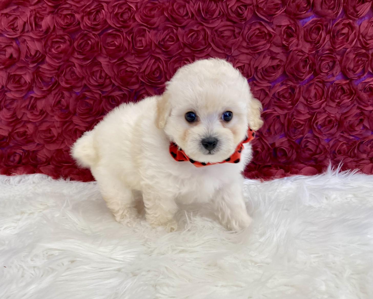 大阪府のビションプー(ビションフリーゼ×プードル) (ぱぴぷぺっと大阪店/2025年9月17日生まれ/女の子/クリーム)の子犬の4枚目の画像