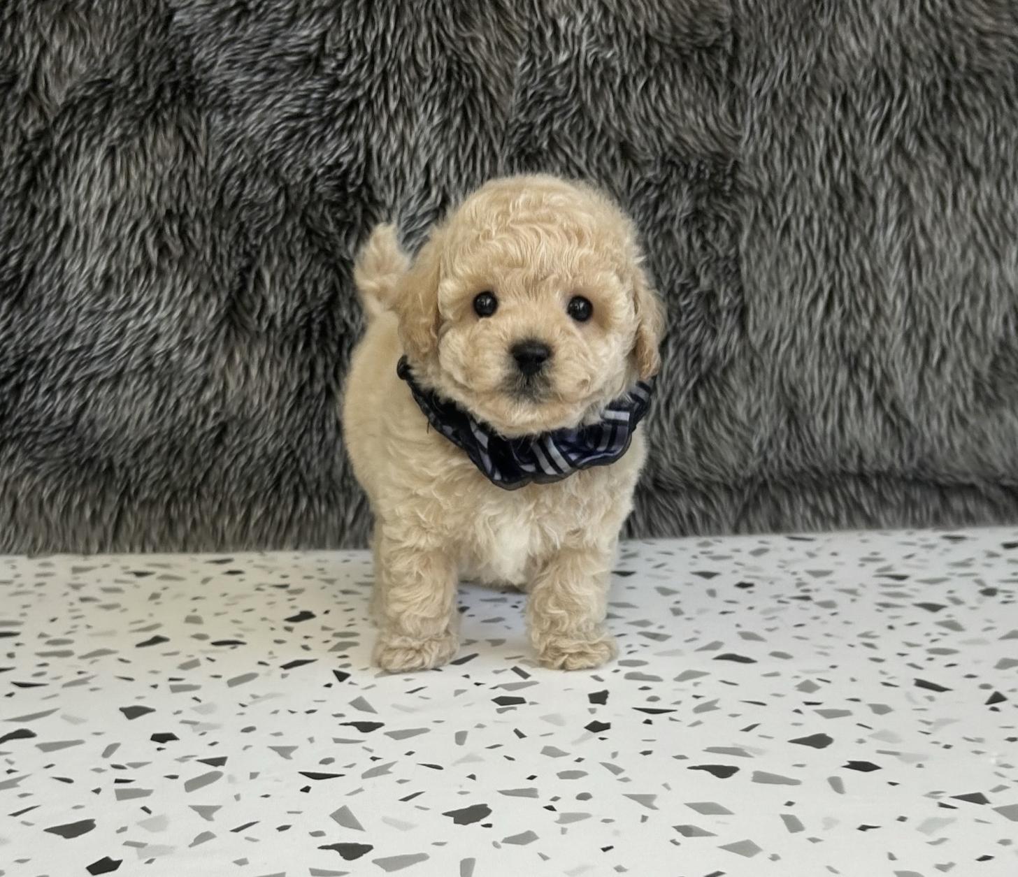 福岡県のビションプー(ビションフリーゼ×プードル) (ぱぴぷぺっと福岡店/2025年10月26日生まれ/男の子/クリーム)の子犬