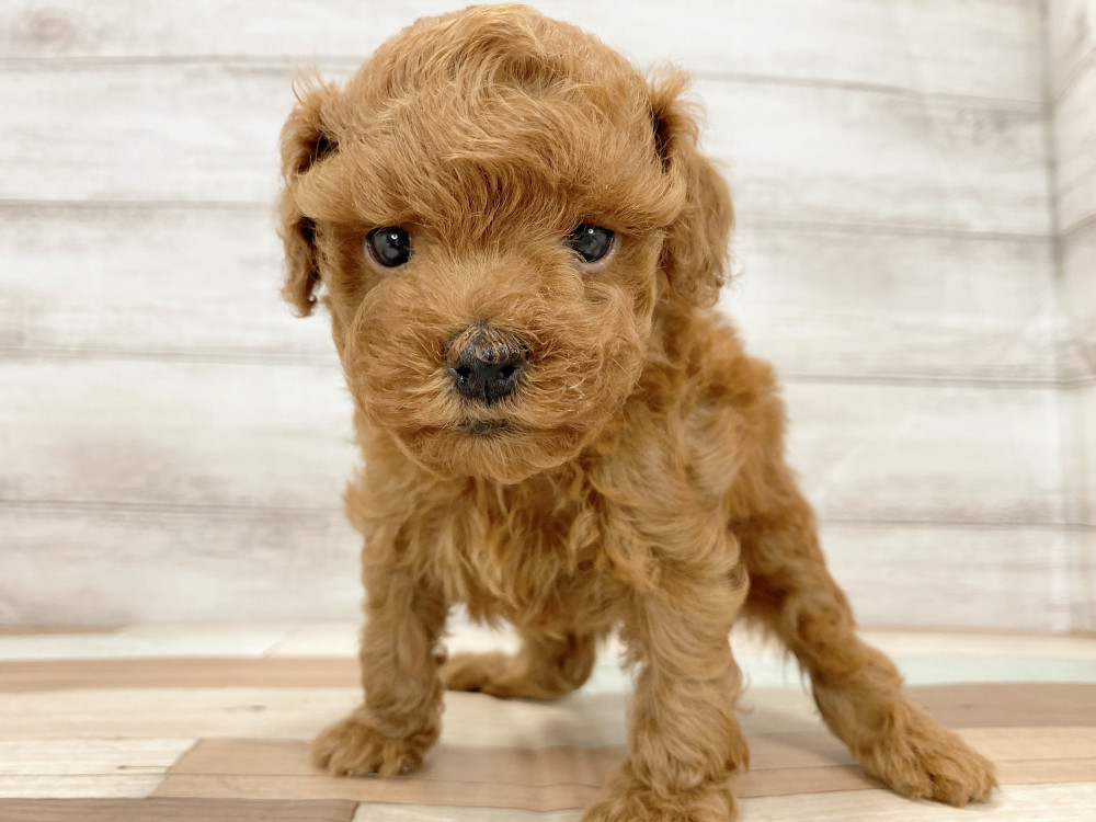 新潟県のトイプードル(トイ) (竹内ペット 新津本店/2026年7月23日生まれ/女の子/レッド)の子犬の1枚目の画像