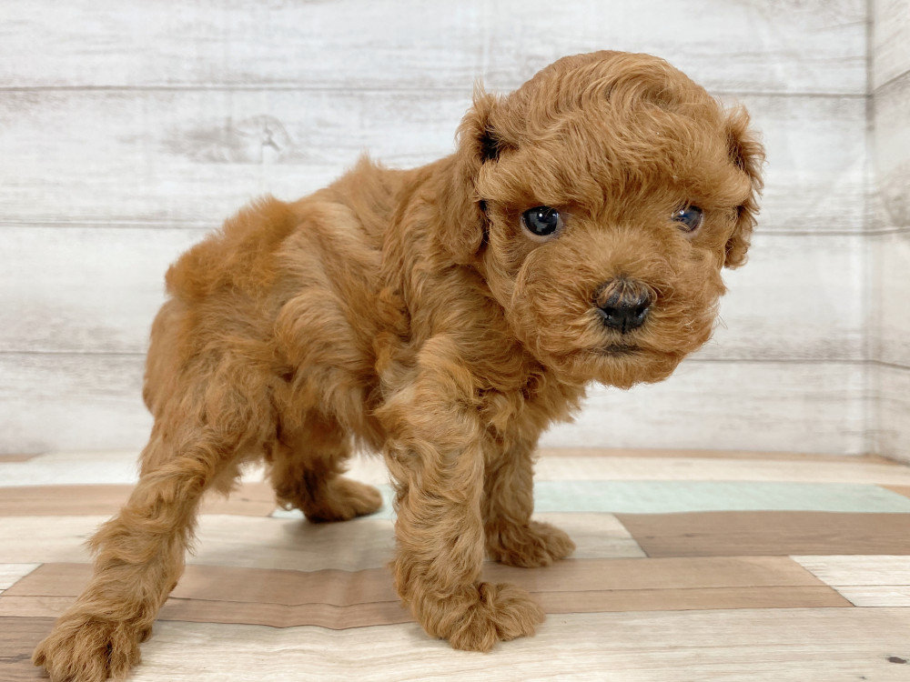 新潟県のトイプードル(トイ) (竹内ペット 新津本店/2026年7月23日生まれ/女の子/レッド)の子犬の4枚目の画像