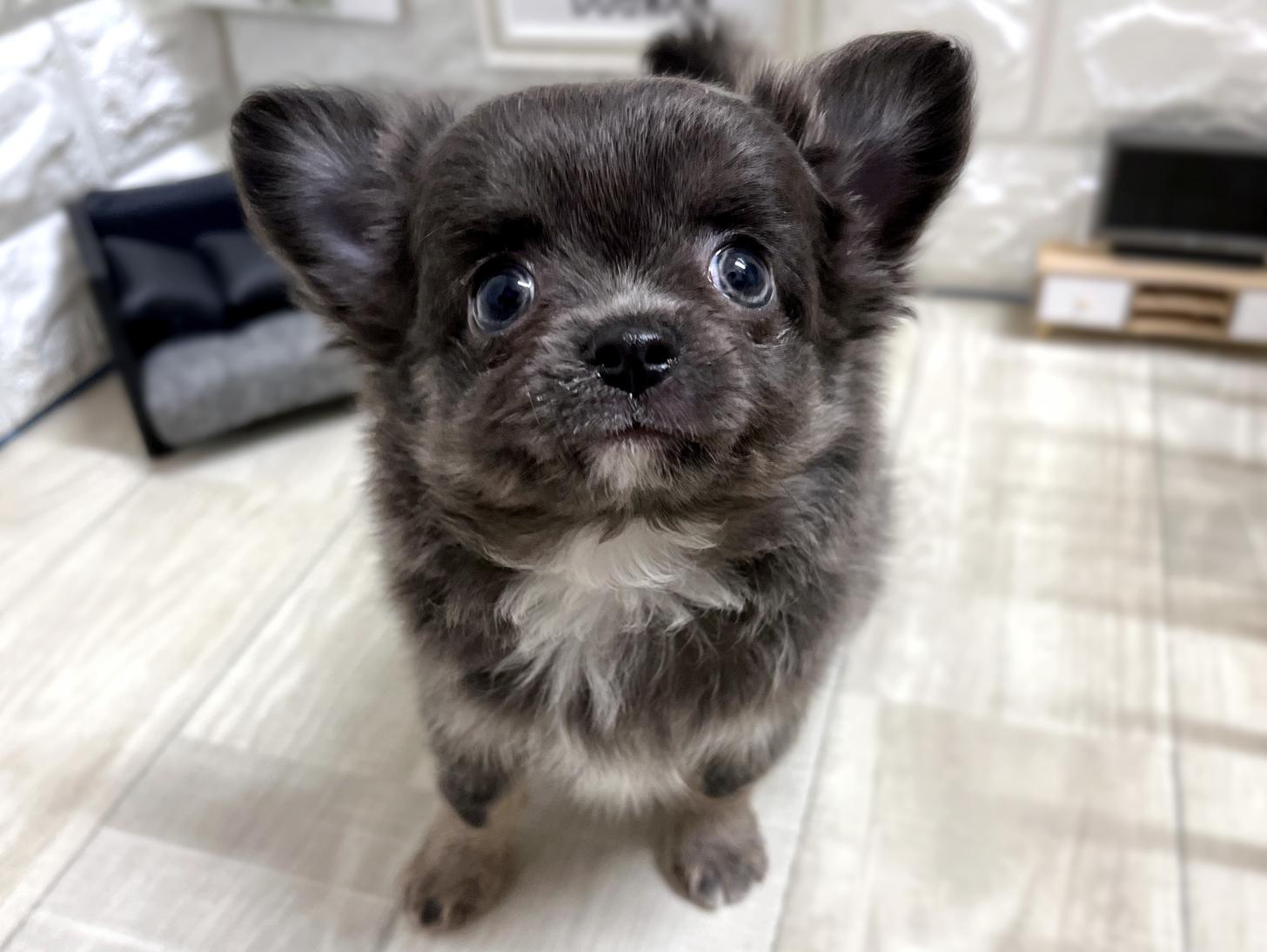 和歌山県のチワワ(ロング) (DOGMAN和歌山中之島店/2025年11月28日生まれ/女の子/ブルーホワイト)の子犬の1枚目の画像