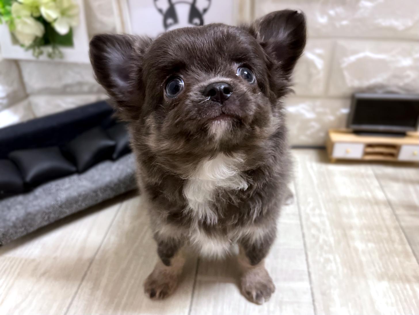 和歌山県のチワワ(ロング) (DOGMAN和歌山中之島店/2025年11月28日生まれ/女の子/ブルーホワイト)の子犬の2枚目の画像