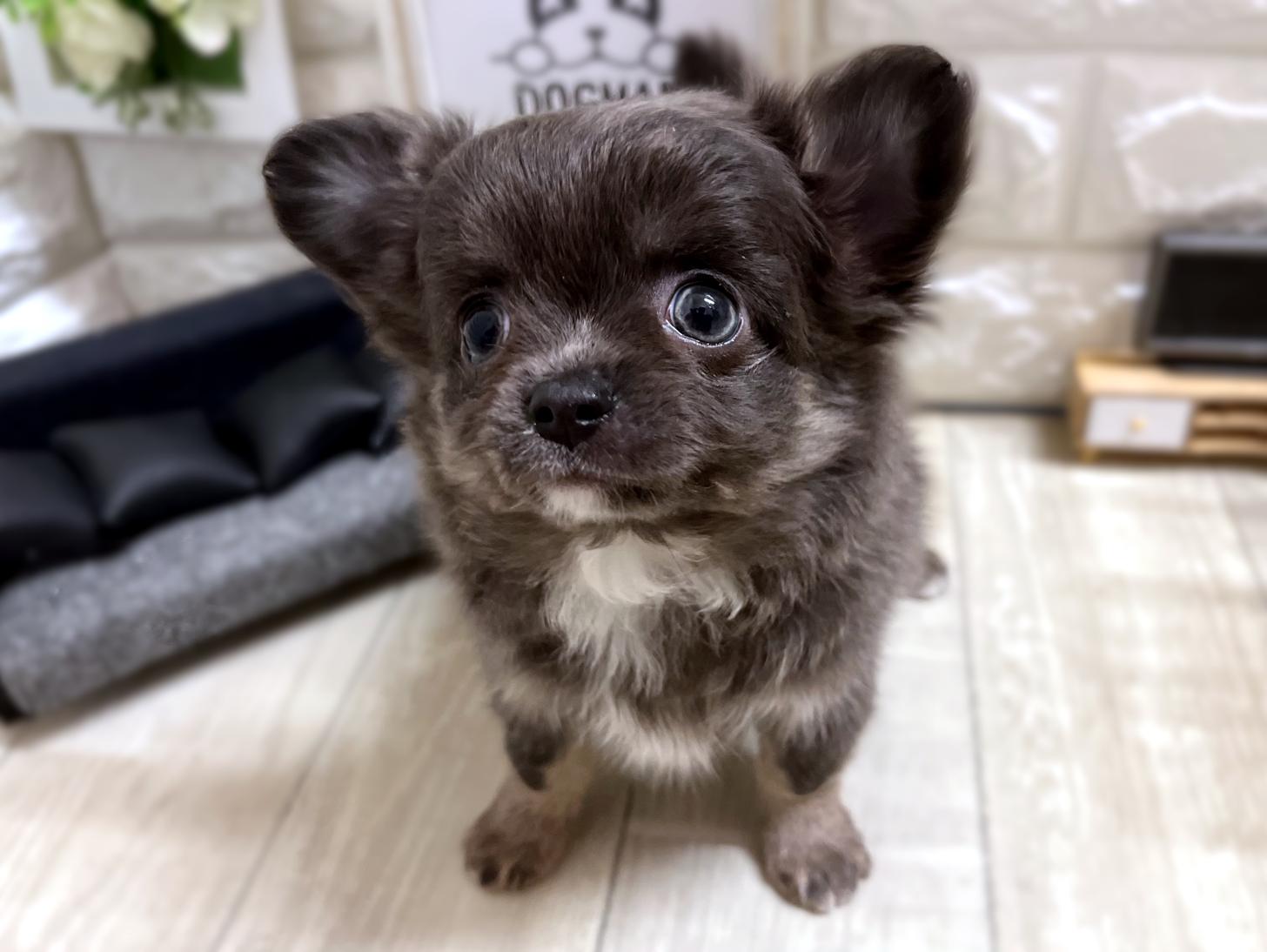 和歌山県のチワワ(ロング) (DOGMAN和歌山中之島店/2025年11月28日生まれ/女の子/ブルーホワイト)の子犬の3枚目の画像