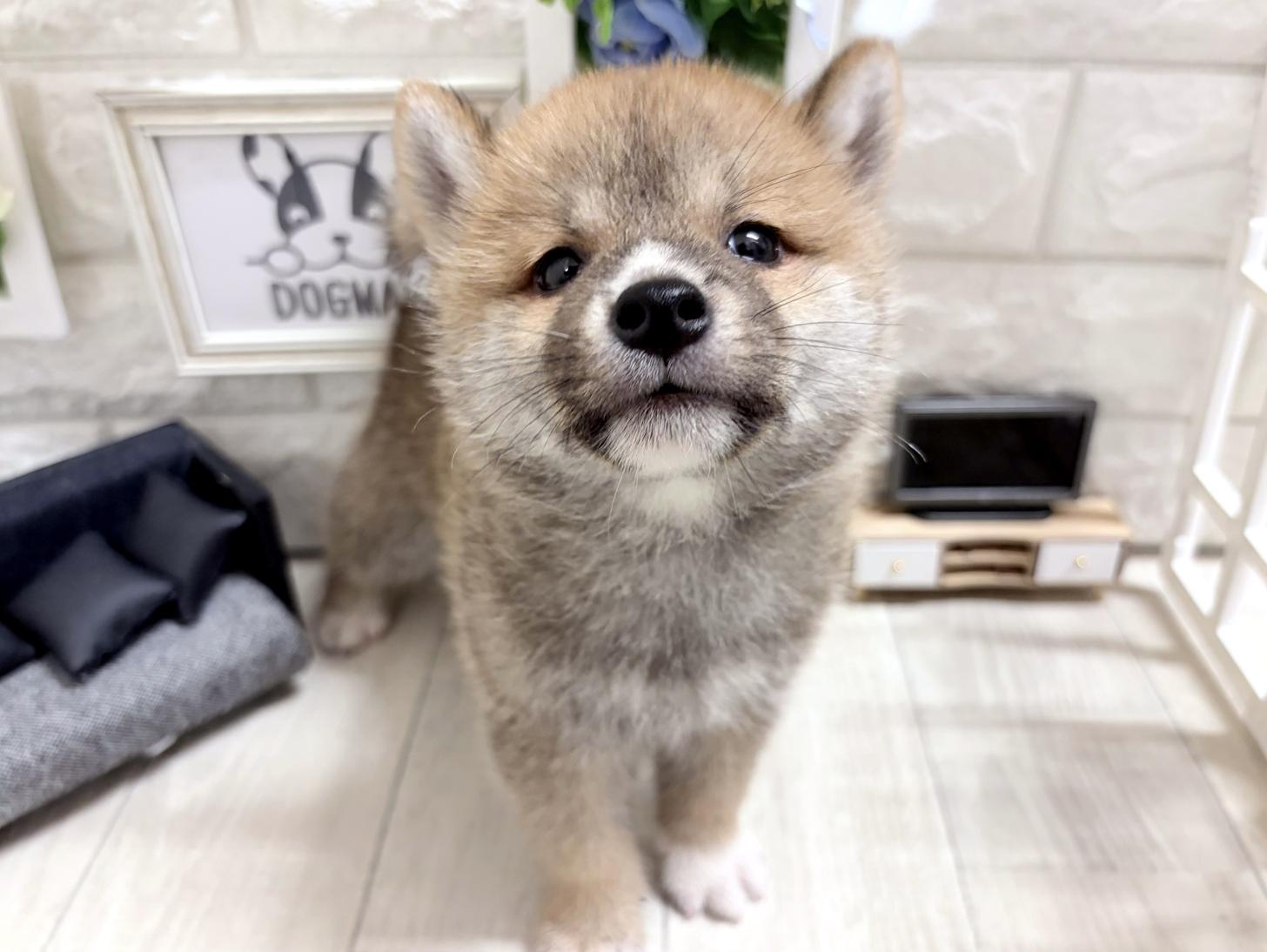 2026年7月20日生まれの柴犬(標準サイズ)
