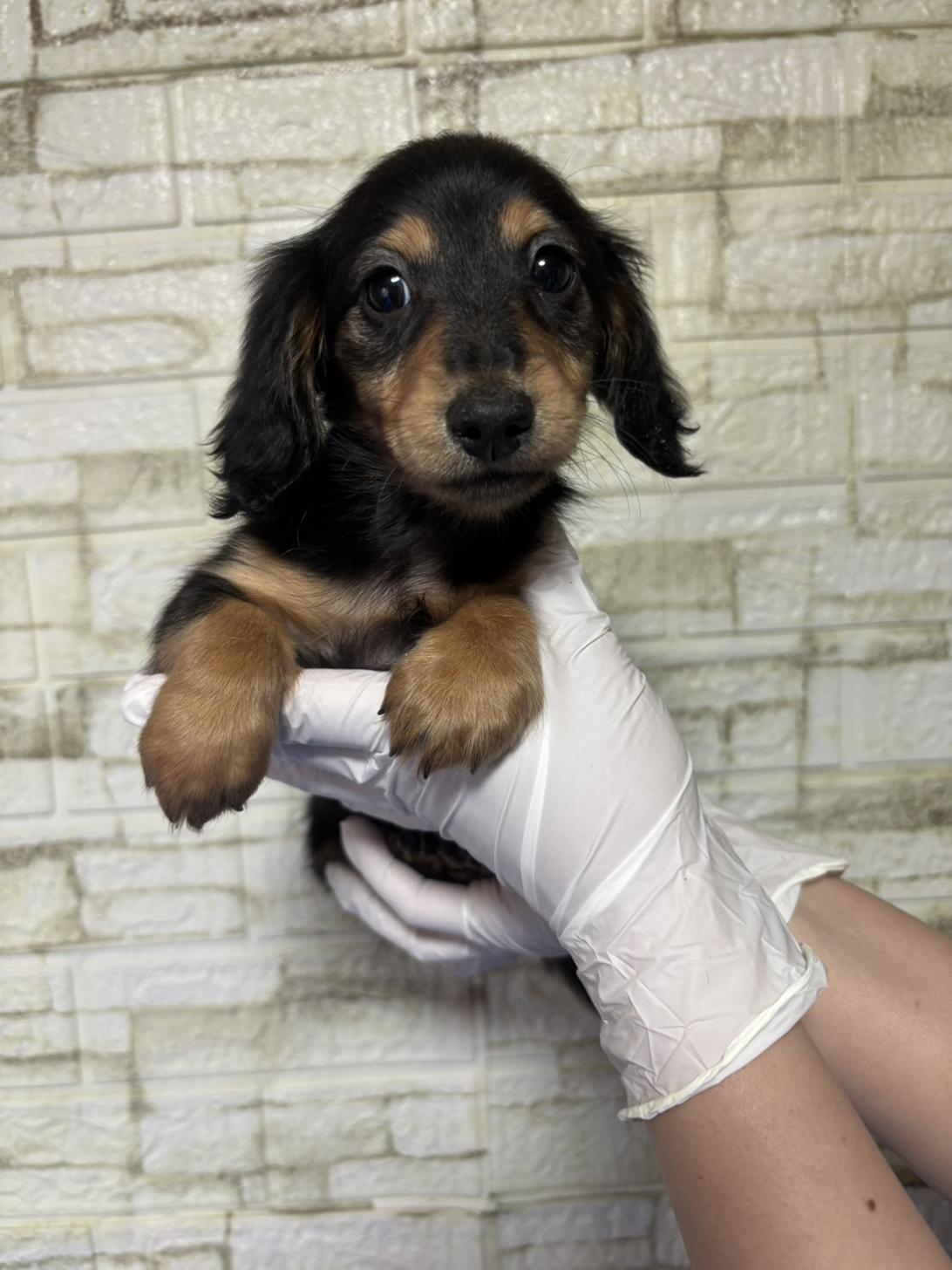 埼玉県のミニチュアダックスフンド(ロング) (ペッツスマイル加須インター店/2026年2月10日生まれ/男の子/ブラックタン)の子犬の1枚目の画像