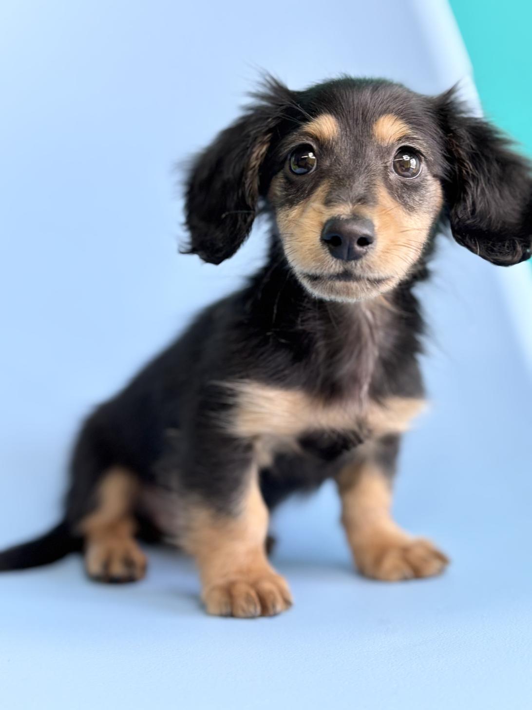 埼玉県のミニチュアダックスフンド(ロング) (ペッツスマイル加須インター店/2026年2月10日生まれ/男の子/ブラックタン)の子犬の1枚目の画像