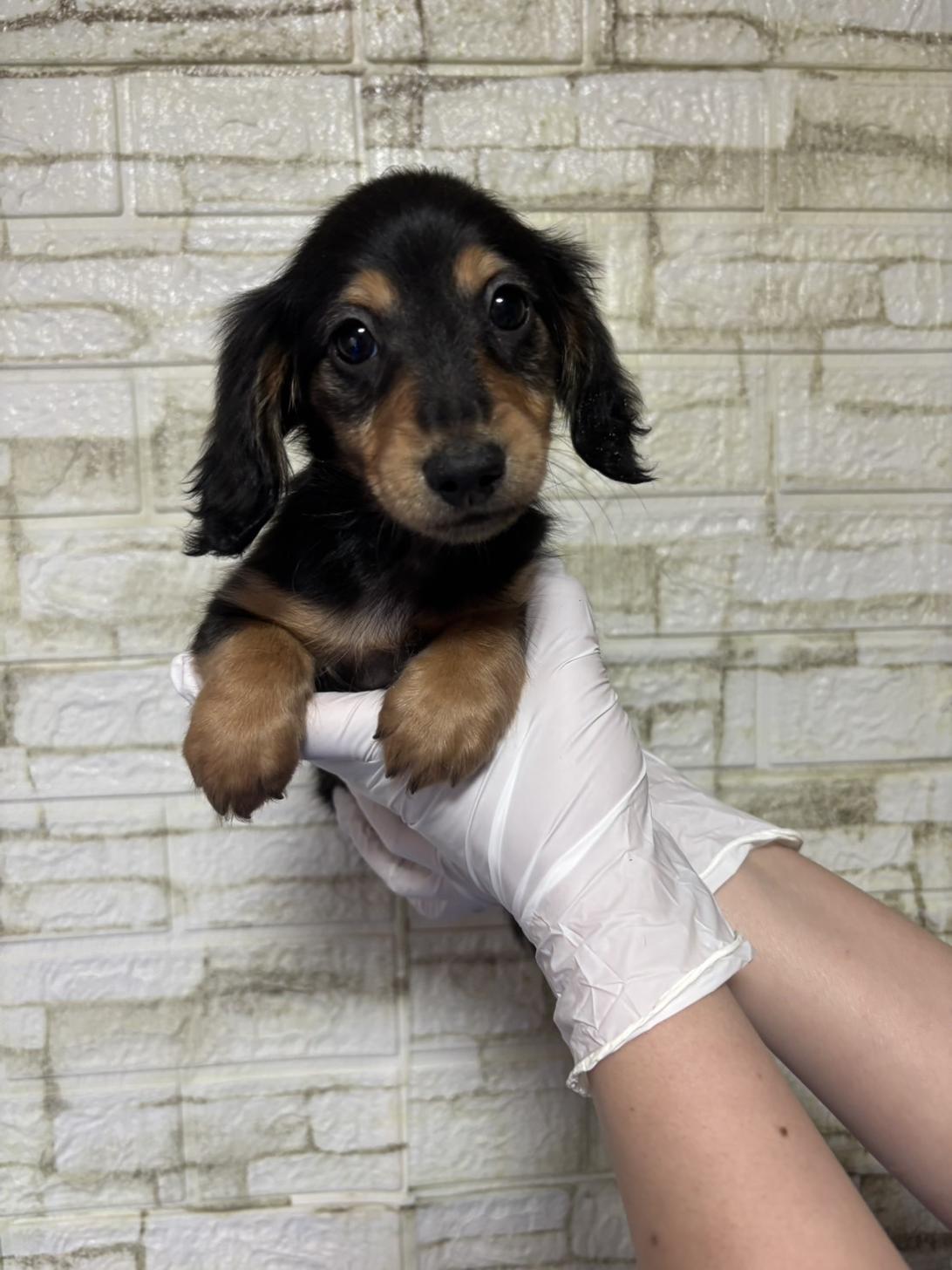 埼玉県のミニチュアダックスフンド(ロング) (ペッツスマイル加須インター店/2026年2月10日生まれ/男の子/ブラックタン)の子犬の2枚目の画像