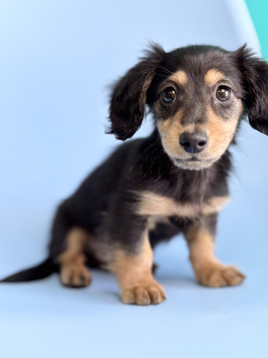 埼玉県のミニチュアダックスフンド(ロング) (ペッツスマイル加須インター店/2026年2月10日生まれ/男の子/ブラックタン)の子犬の2枚目の画像
