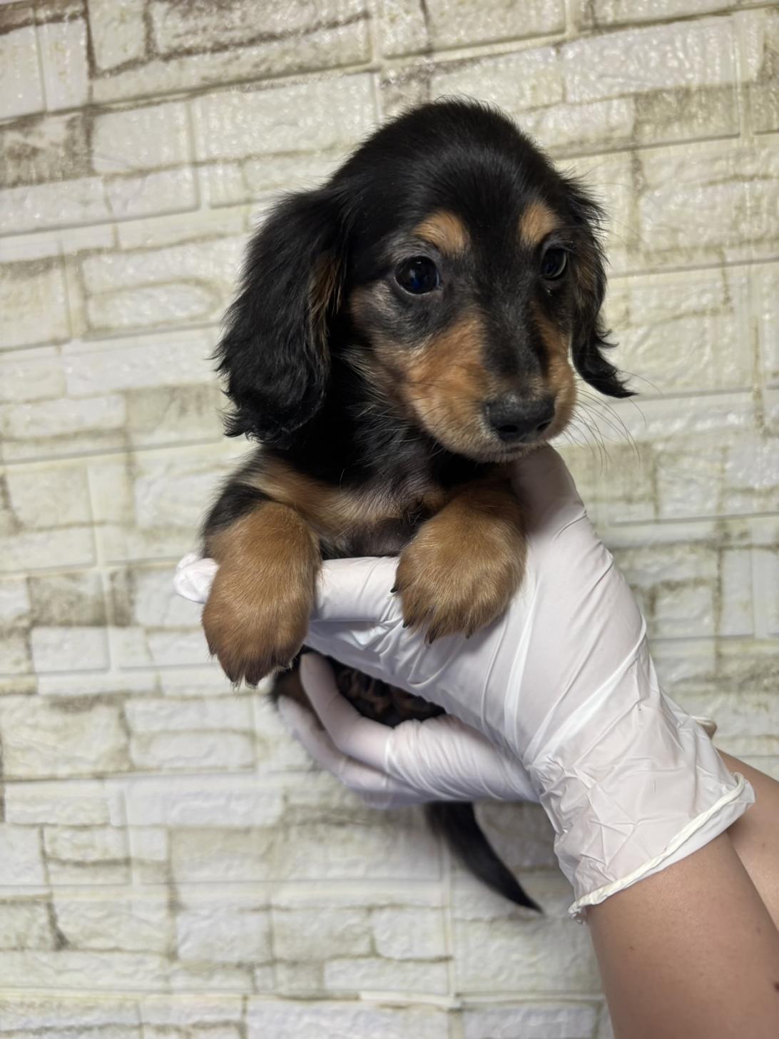 埼玉県のミニチュアダックスフンド(ロング) (ペッツスマイル加須インター店/2026年2月10日生まれ/男の子/ブラックタン)の子犬の3枚目の画像