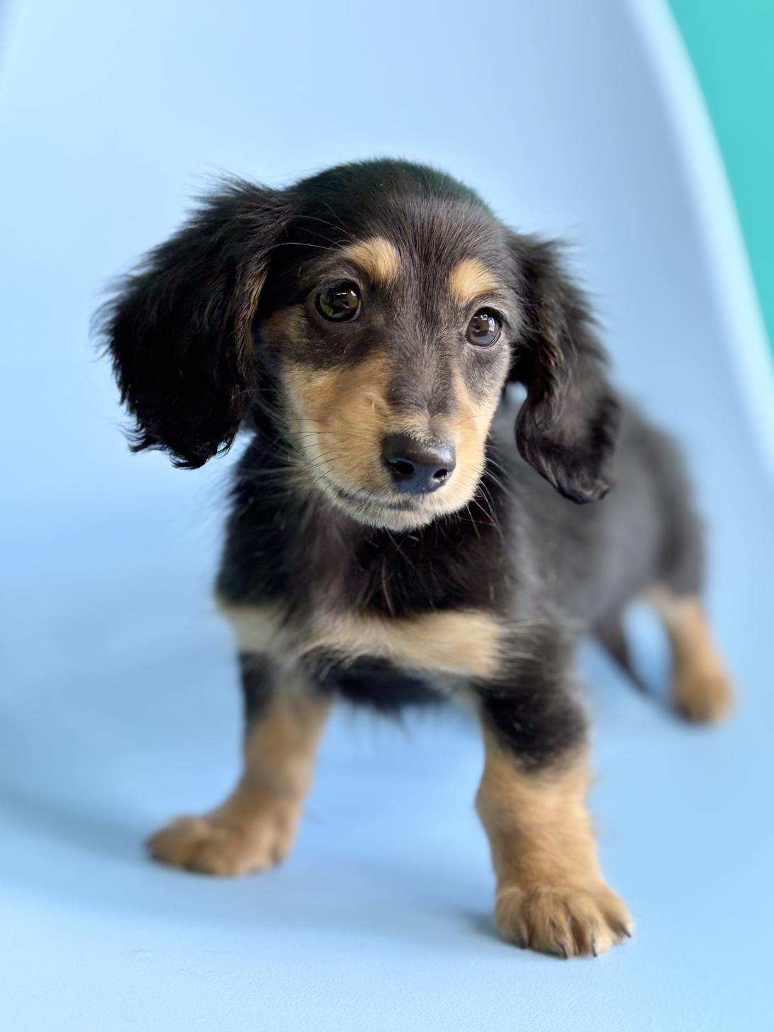 埼玉県のミニチュアダックスフンド(ロング) (ペッツスマイル加須インター店/2026年2月10日生まれ/男の子/ブラックタン)の子犬の3枚目の画像