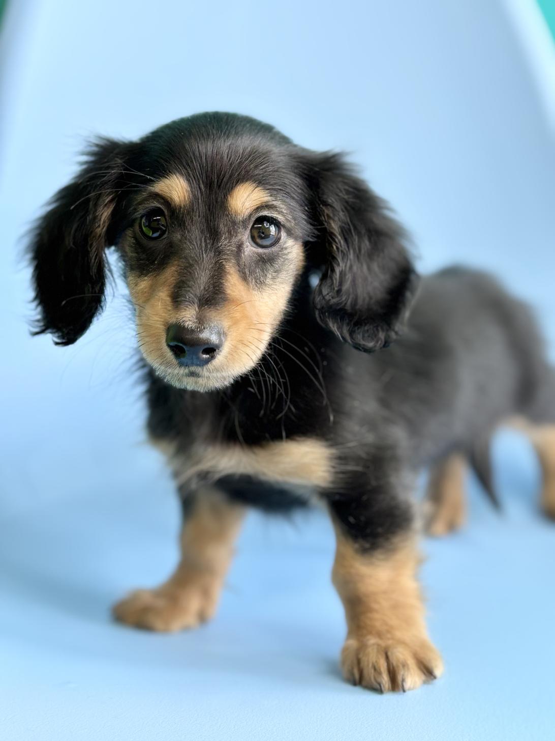 埼玉県のミニチュアダックスフンド(ロング) (ペッツスマイル加須インター店/2026年2月10日生まれ/男の子/ブラックタン)の子犬の4枚目の画像