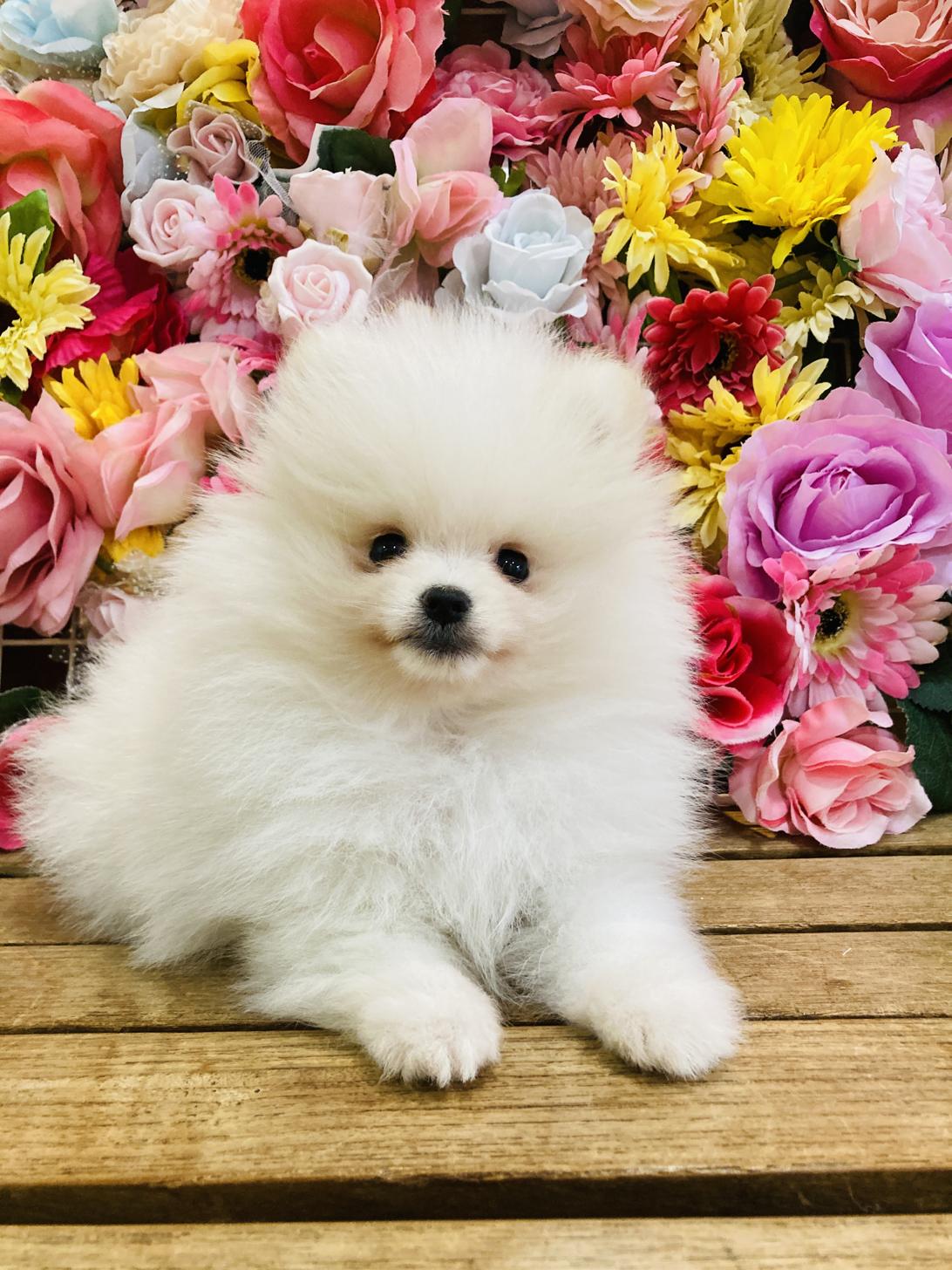 福岡県のポメラニアン (スタードッグス大牟田店/2025年12月6日生まれ/男の子/クリーム)の子犬の1枚目の画像