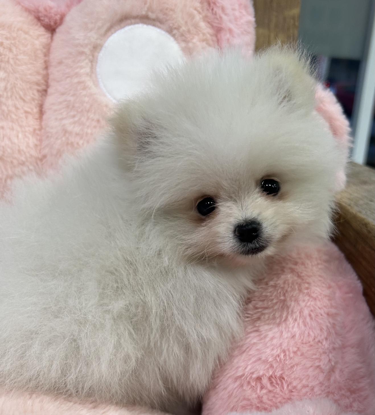 佐賀県のポメラニアン (スタードッグス新鳥栖店/2025年12月6日生まれ/男の子/クリーム)の子犬の2枚目の画像