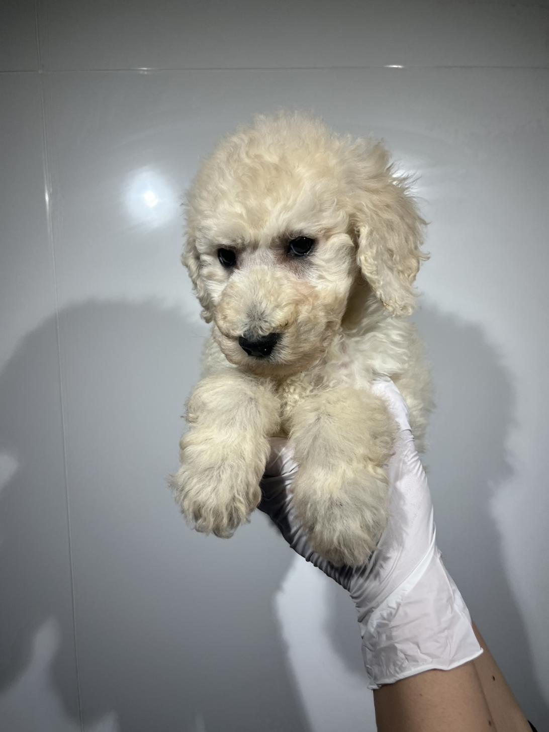 埼玉県のスタンダードプードル (ペッツスマイル南中野店/2026年1月11日生まれ/男の子/ホワイト)の子犬の1枚目の画像