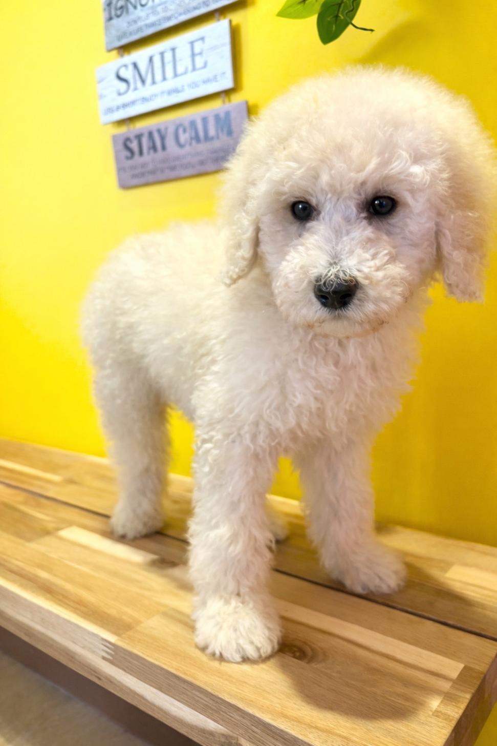 埼玉県のスタンダードプードル (ペッツスマイル南中野店/2026年1月11日生まれ/男の子/ホワイト)の子犬の1枚目の画像