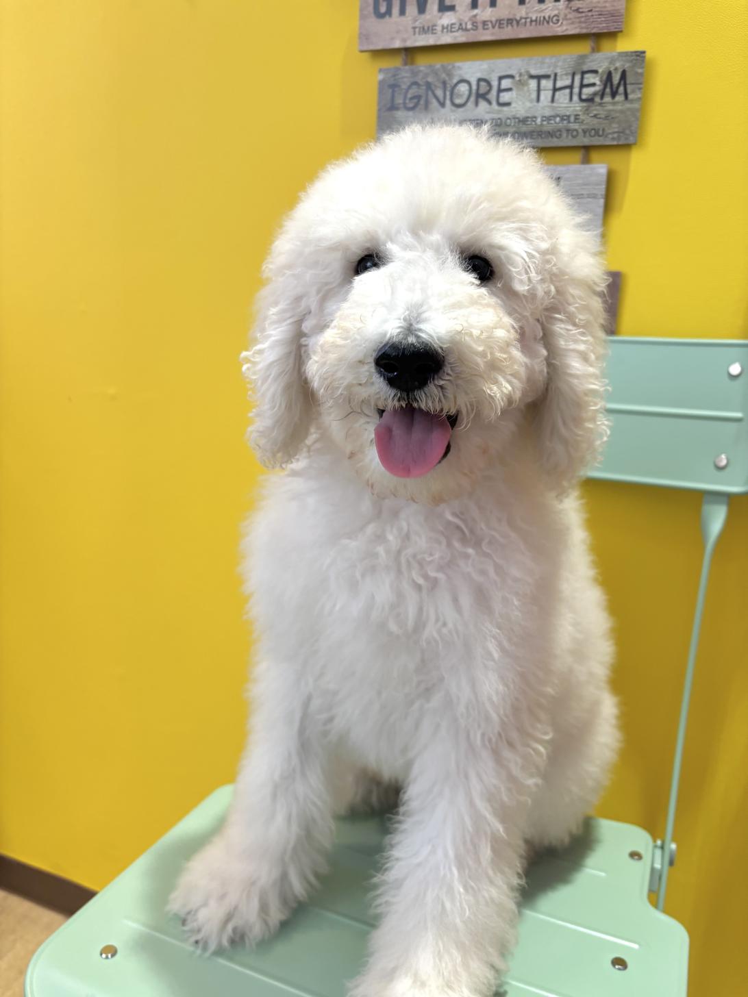 埼玉県のスタンダードプードル (ペッツスマイル南中野店/2026年1月11日生まれ/男の子/ホワイト)の子犬の1枚目の画像