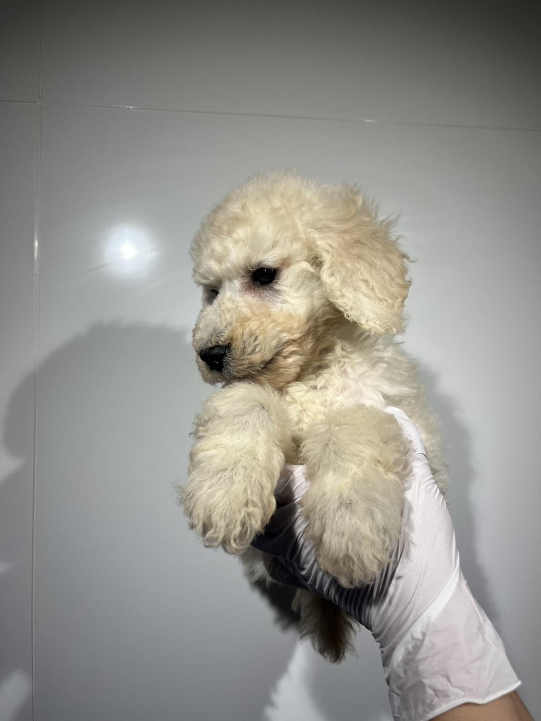 埼玉県のスタンダードプードル (ペッツスマイル南中野店/2026年1月11日生まれ/男の子/ホワイト)の子犬の2枚目の画像