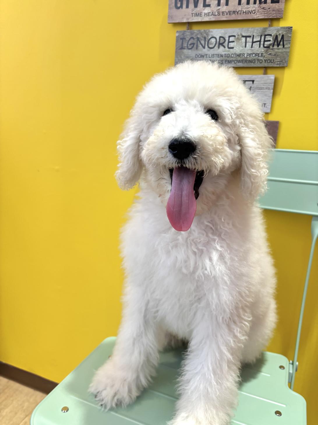 埼玉県のスタンダードプードル (ペッツスマイル南中野店/2026年1月11日生まれ/男の子/ホワイト)の子犬の2枚目の画像