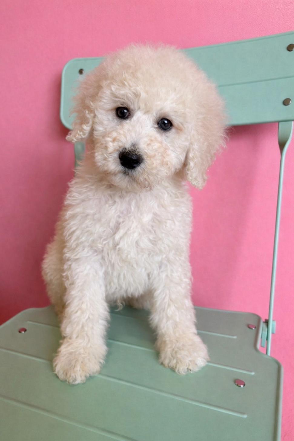 埼玉県のスタンダードプードル (ペッツスマイル南中野店/2026年1月11日生まれ/男の子/ホワイト)の子犬の3枚目の画像