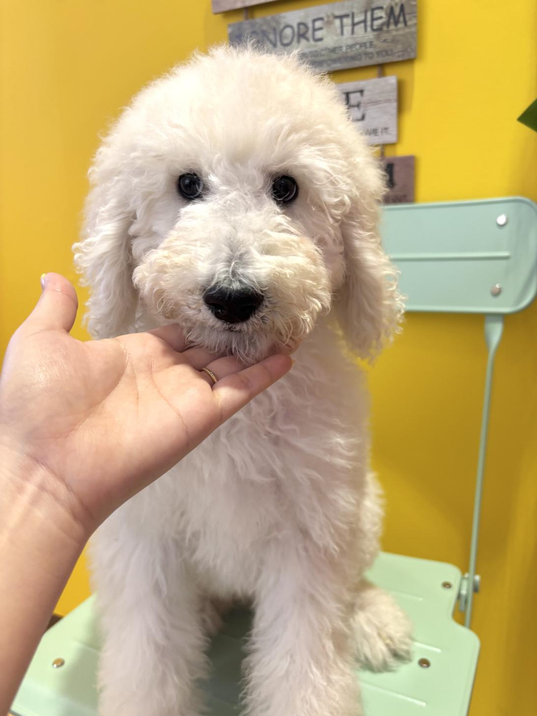 埼玉県のスタンダードプードル (ペッツスマイル南中野店/2026年1月11日生まれ/男の子/ホワイト)の子犬の4枚目の画像