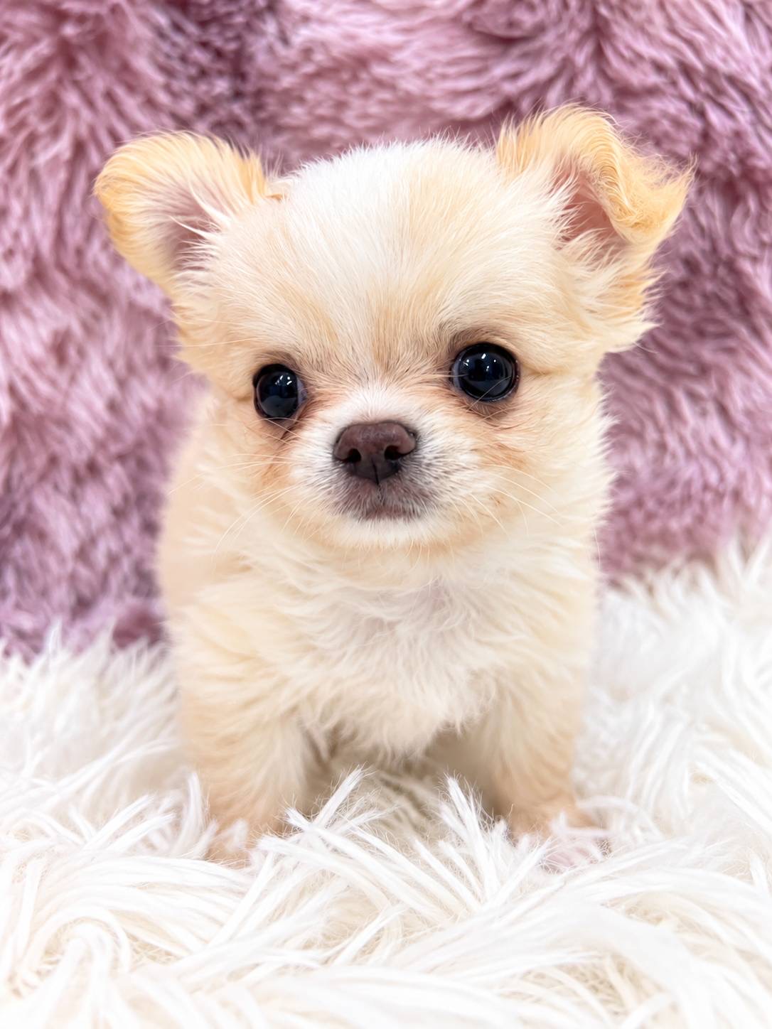 北海道のチワワ(ロング) (PETSHOP&SALON PU-PU-PU-/2026年8月17日生まれ/男の子/クリーム)の子犬の1枚目の画像