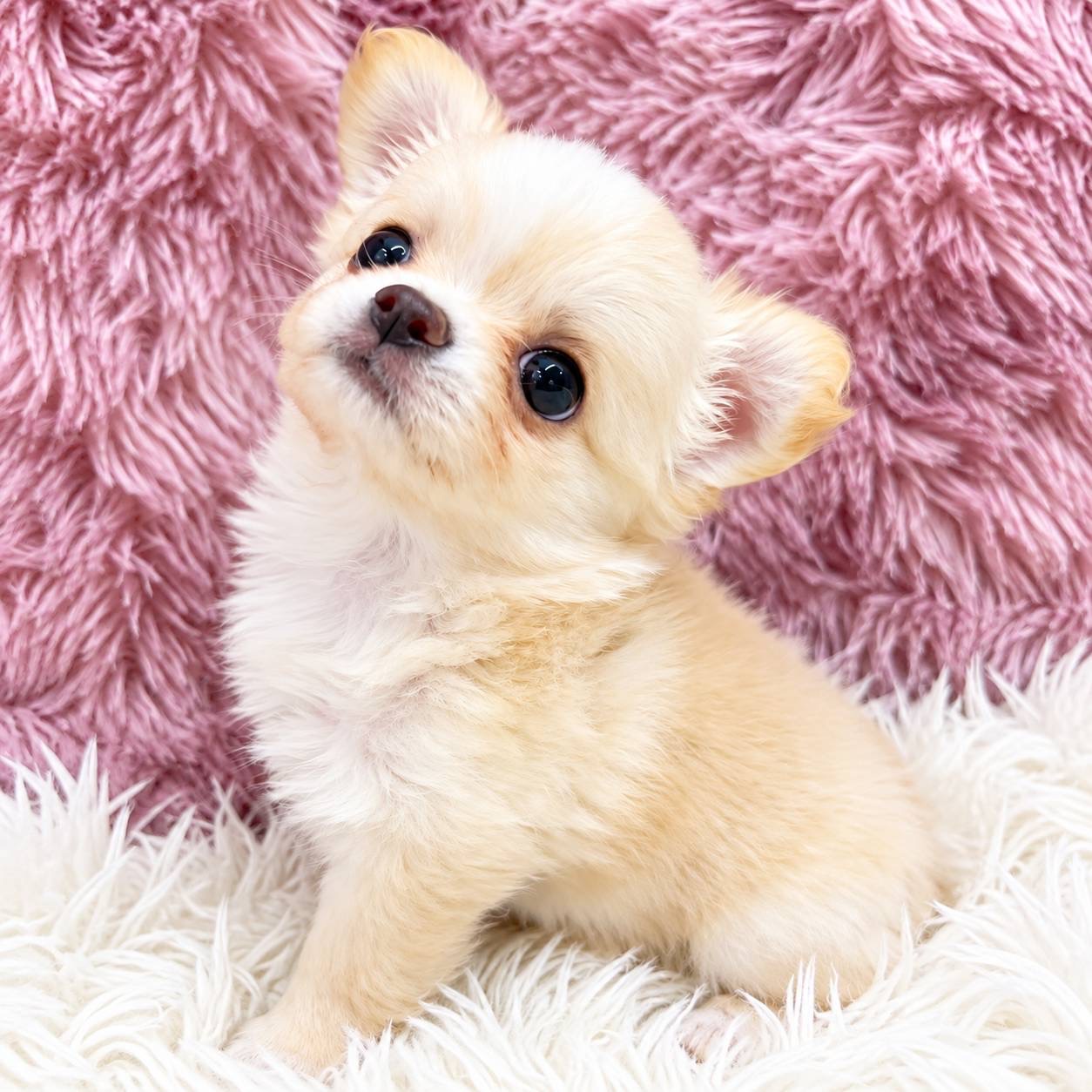 北海道のチワワ(ロング) (PETSHOP&SALON PU-PU-PU-/2026年8月17日生まれ/男の子/クリーム)の子犬の2枚目の画像