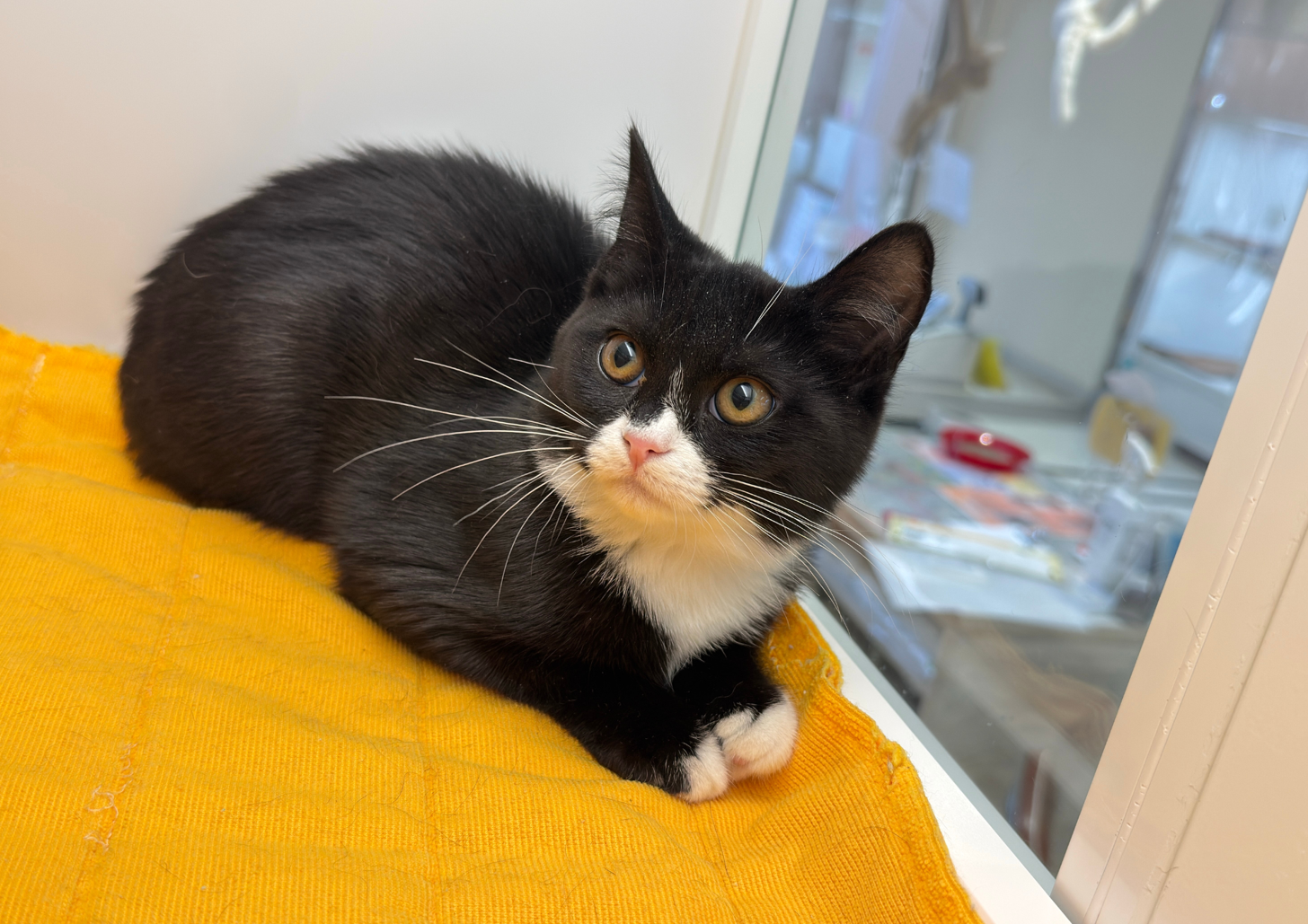 北海道のハーフ猫・ミックス猫 (ペットフェイス大谷地店/2025年12月22日生まれ/女の子/ブラックホワイト)の子猫の1枚目の画像