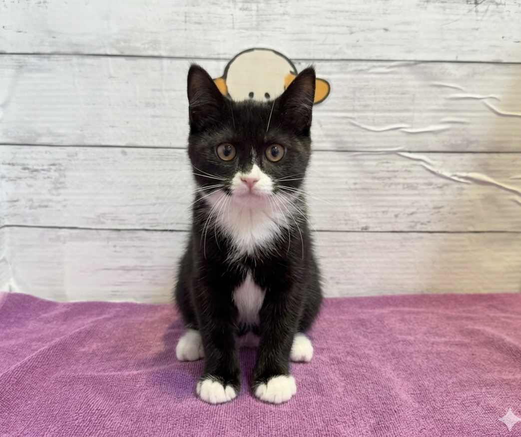 北海道のハーフ猫・ミックス猫 (ペットフェイス大谷地店/2025年12月22日生まれ/女の子/ブラックホワイト)の子猫