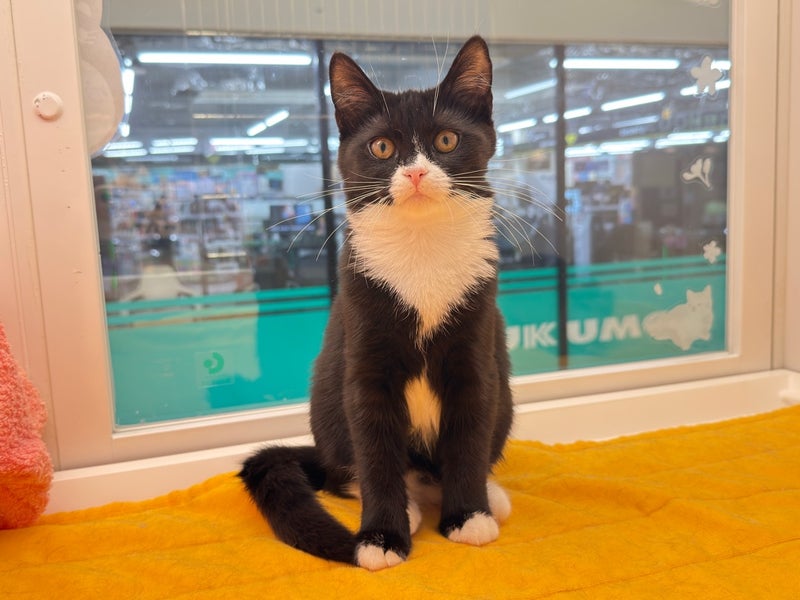 北海道のハーフ猫・ミックス猫 (ペットフェイス大谷地店/2025年12月22日生まれ/女の子/ブラックホワイト)の子猫の2枚目の画像