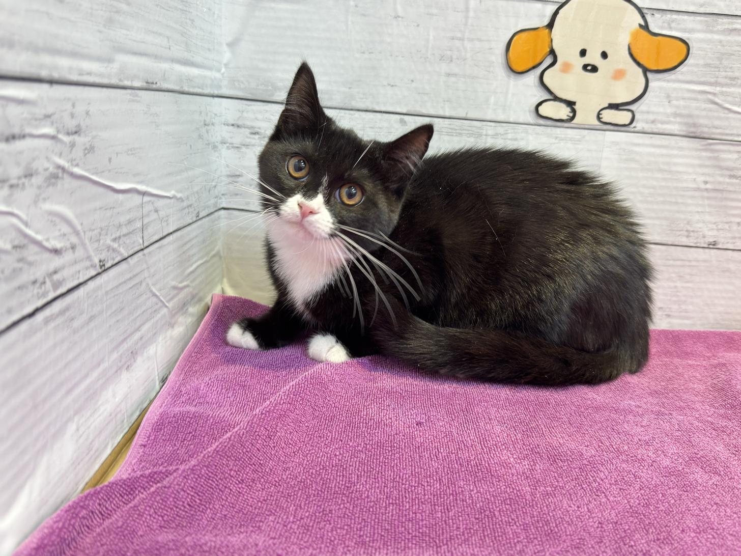 北海道のハーフ猫・ミックス猫 (ペットフェイス大谷地店/2025年12月22日生まれ/女の子/ブラックホワイト)の子猫の3枚目の画像