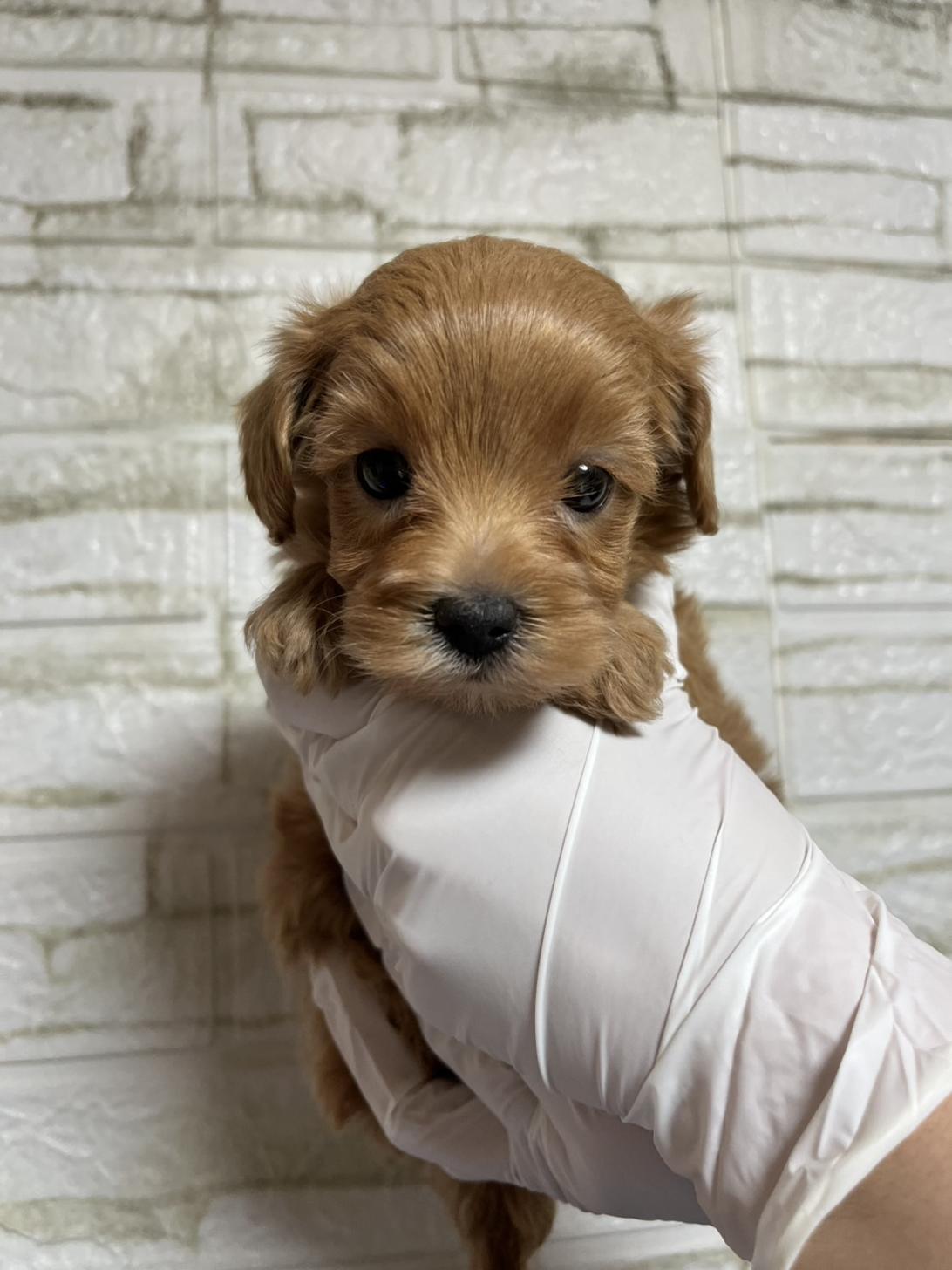 埼玉県のマルプー(マルチーズ×プードル) (ペッツスマイル南中野店/2026年1月20日生まれ/女の子/アプリコット)の子犬の1枚目の画像