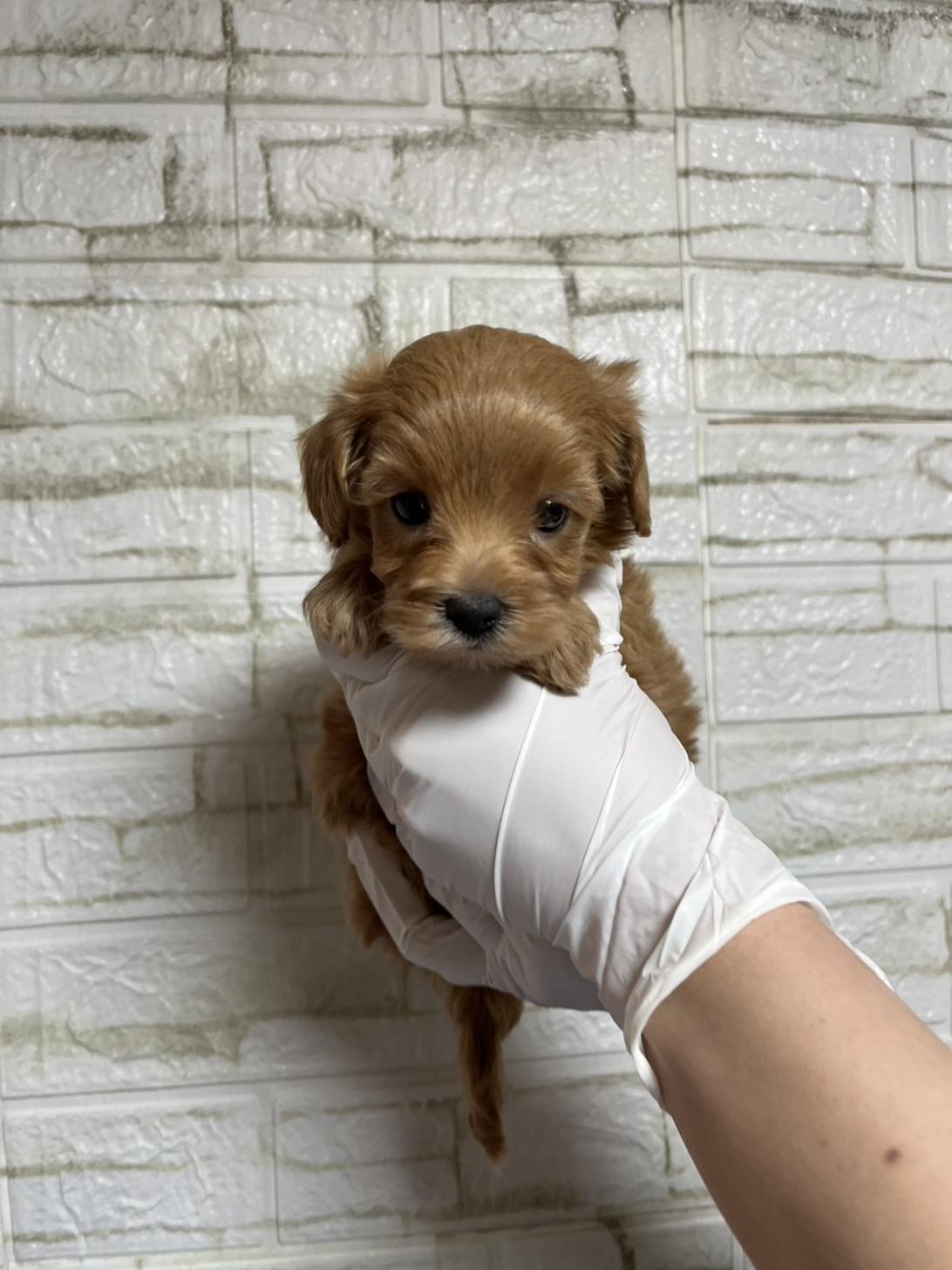 埼玉県のマルプー(マルチーズ×プードル) (ペッツスマイル南中野店/2026年1月20日生まれ/女の子/アプリコット)の子犬の2枚目の画像