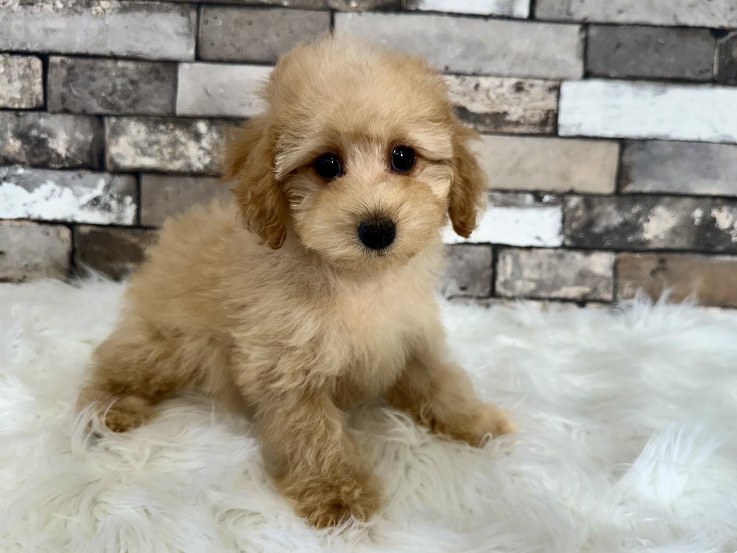 大阪府のトイプードル(タイニー) (ぱぴぷぺっと大阪店/2026年2月1日生まれ/男の子/アプリコット)の子犬の1枚目の画像