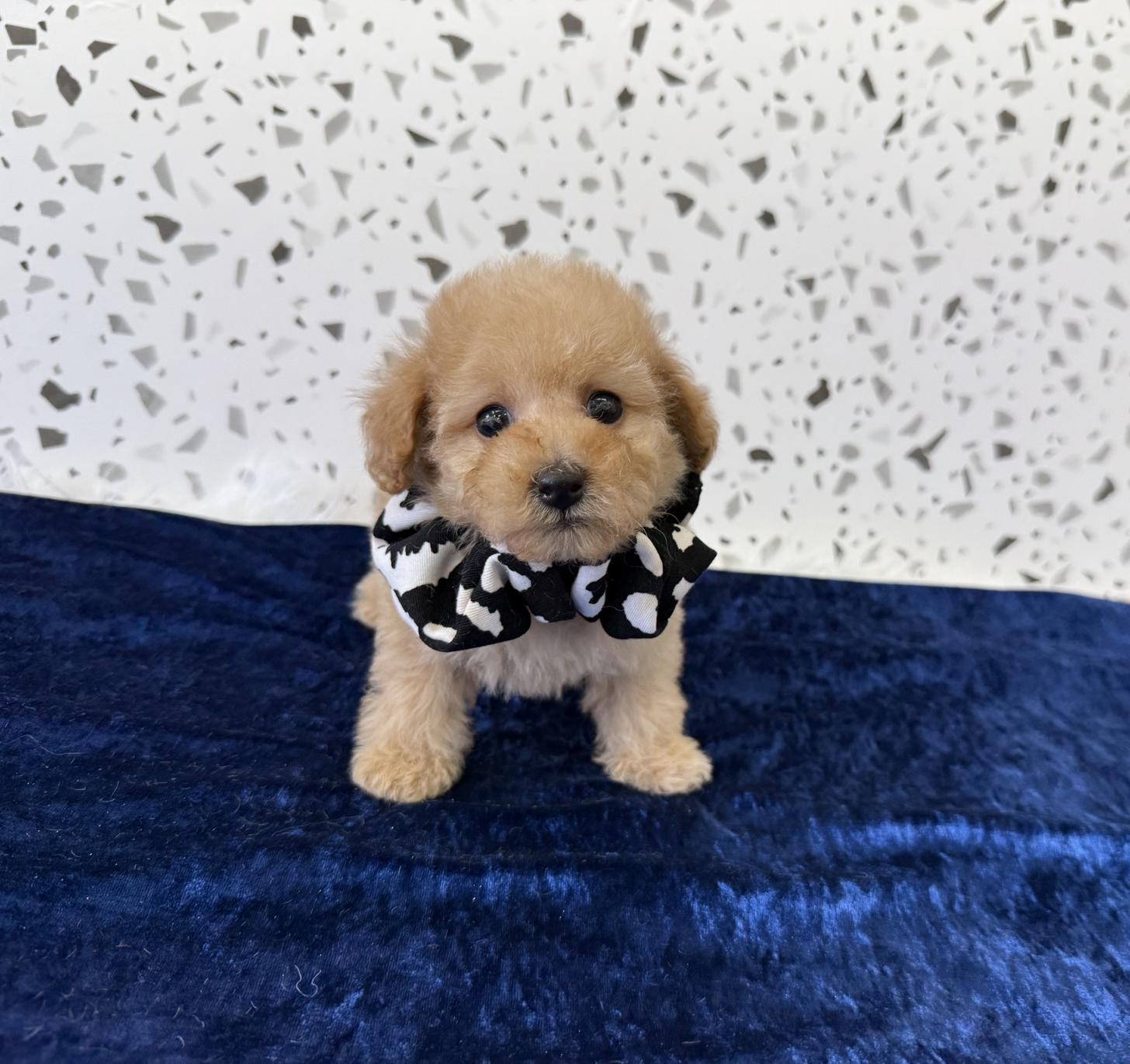 大阪府のトイプードル(タイニー) (ぱぴぷぺっと大阪店/2026年2月1日生まれ/男の子/アプリコット)の子犬の1枚目の画像
